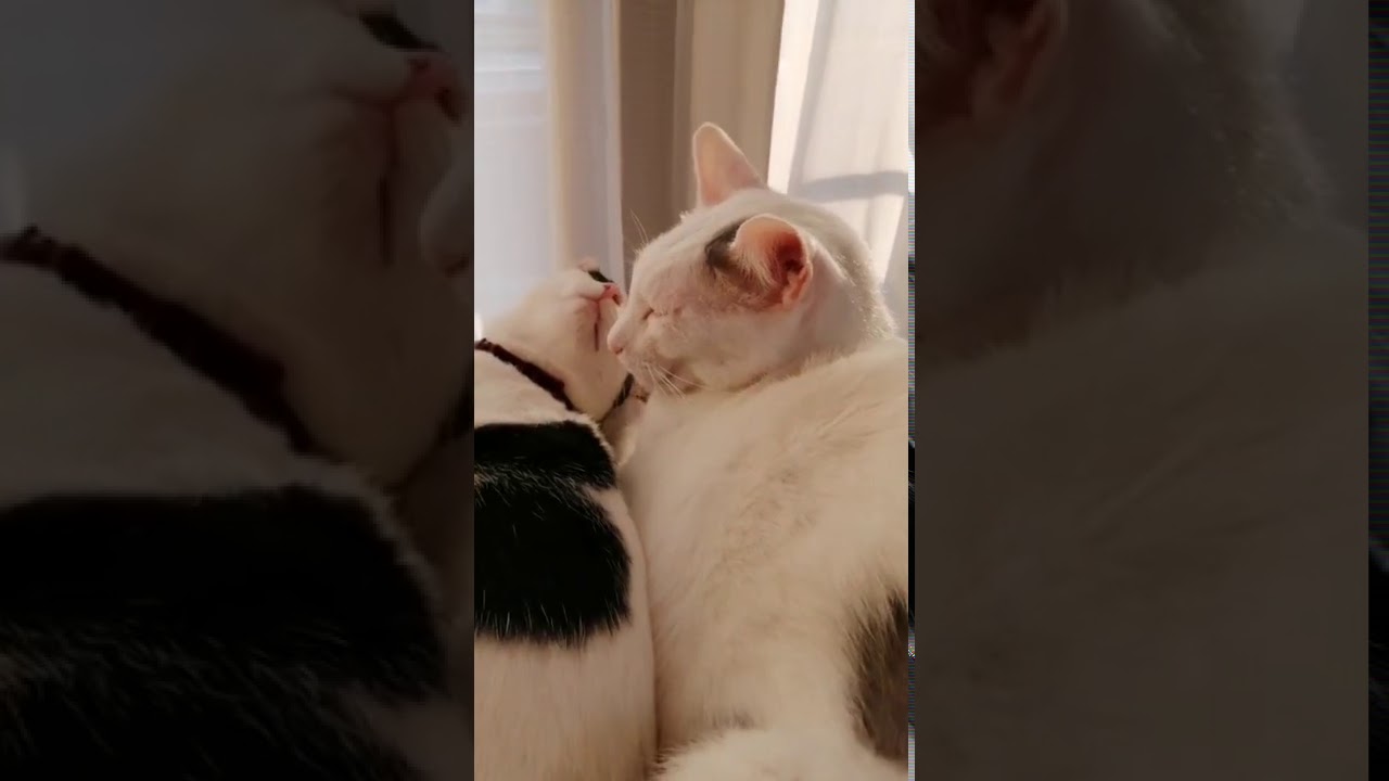 ラブラブねこちゃん