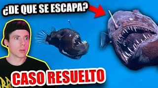 CASO RESUELTO del PEZ DIABLO NEGRO que APARECIO en ESPAÑA