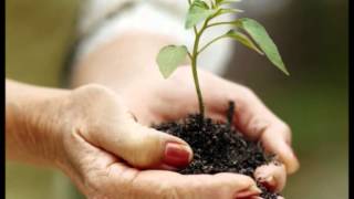 Seres orgânicos e inorgânicos - Livro dos Espíritos