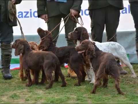 COPPA EUROPA SPANIEL 2015