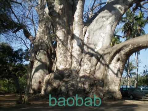 mayotte - les maki à la foret