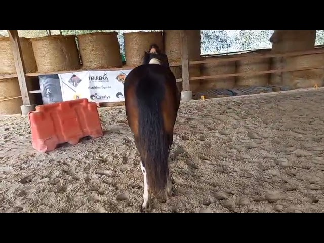 A vendre Ol&eacute;a d'Haligan PFS pie 