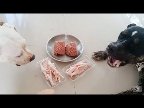 download lagu mp3 mp4 Minced Bones For Dogs, download lagu Minced Bones For Dogs gratis, unduh video klip Minced Bones For Dogs