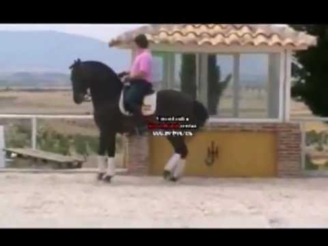 FAVORITO - Stunning Grand Prix Andalusian PRE Stallion for sale in Spain