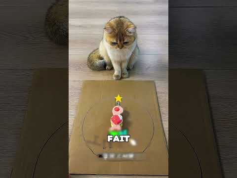 Le petit chaton voulait partir en vacances 😳❤️