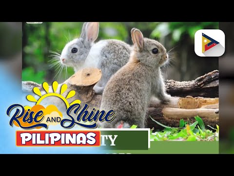 Baguio Veterinary and Agriculture Office, patuloy ang pag-aalaga ng rabbit bilang alternatibong hog-