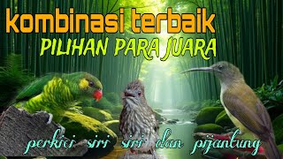 Download lagu Kombinasi masteran terbaik ❗ perkici siri siri dan pijantung 🔥🔥 mp3