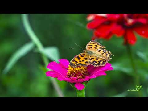 Indian Summer HD 8Hrs Beautiful Music for Meditation Relaxation Zen Peaceful Calm Beautiful Sounds
