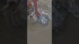 #해파리 #다낭 #미케비치 #해변 #3월 #4월 #식용 #채취 #독성 #주의 #어민 #쏘임 #바닷물 #세척 …