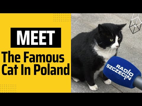 This Fat Cat is Now Poland's Most Popular Tourist Attraction
