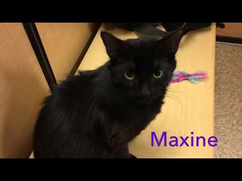 Maxine, an adopted Domestic Long Hair Mix in Stevensville, MI_image-1