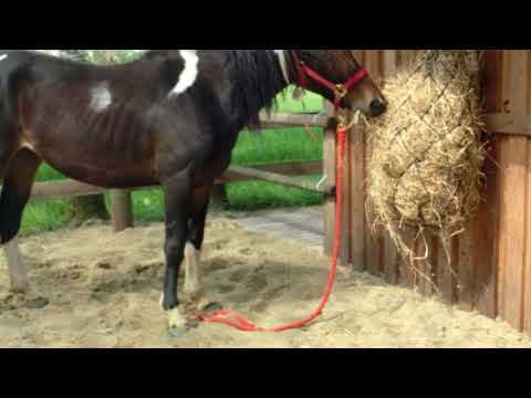 MUSTANG MAKEOVER 2018 // Update 1 TAG 3891 - Ankunft bei Maja Hegge