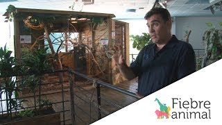 Lémures, mundo animal acuático e higiene del gato Lémures, mundo animal acuático e higiene del gato