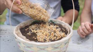 How to Grow Wheatgrass Eater Baskets