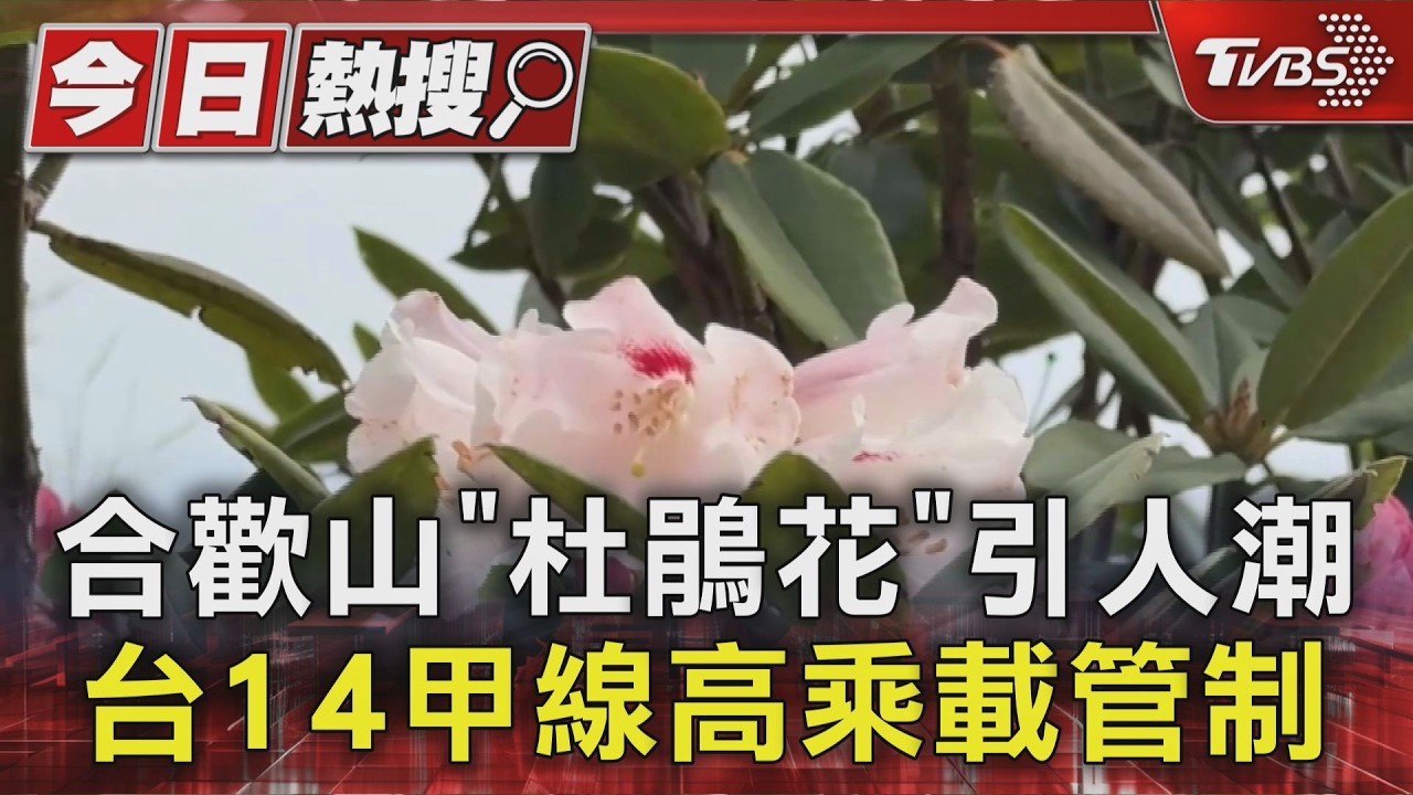 影音/合歡山杜鵑美炸!遊客擠爆紅線停滿滿 警1天開逾30張罰單