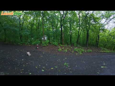 Bielański Forest, Warsaw • 4K Walk