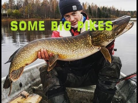 Some big pikes from season 2017 / kauden 2017 suurimpia haukia.