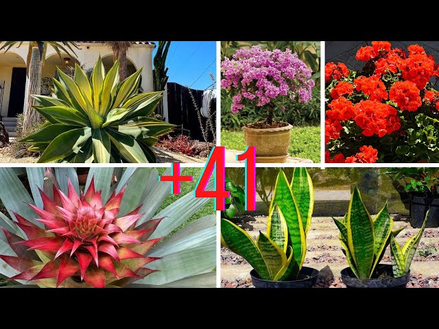Vídeo relacionado con Mezcla de Dicentra Blanco y Rosa (4 plantas), Ajo ornamental gigante (Allium giganteum), perenne, resistente al invierno, con raíces desnudas y fragantes de Holanda para jardín, maceta