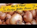 How to Plant Senshyu Yellow Onions/Overwintering Onions
