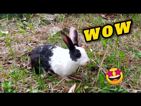 Rabbits  National Geography