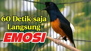 Download lagu MURAI BATU FIGHTER GACOR BONGKAR ISIAN, PANCINGAN MURAI DIAM JADI EMOSI mp3