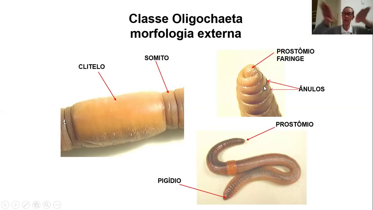 8 AULA - (1) Filo Annelida   Clitellata Oligochaeta e Hirudinea   morfologia, fisiologia, reprodução