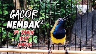 Download lagu Masteran sogon gacor isian pelatuk sampit mp3