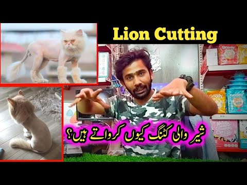 Pros and Cons Of Lion Cut For Cat | Do Cats Need Lion Cuts? | Lion Cut kyon krwate hain?
