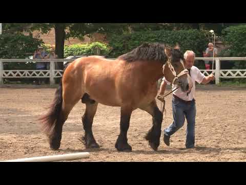 ogier AMOLIS rasa arden polski ur  2016 po og  MARINO ard szw po kl  AMORINA ard szwe