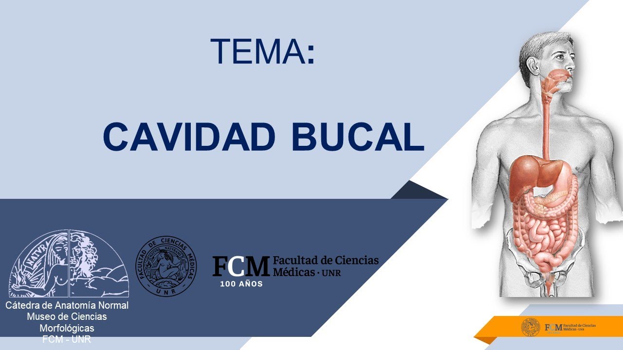 Aparato digestivo. Cavidad bucal