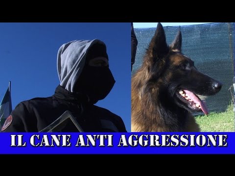 Cane anti aggressione in azione  Police Dog Training