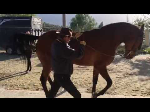 Rafael Soto piaffe Avalancha(Invasor x Silenciosa)