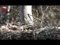 Australian Birds Of Prey Eaglets In Nest Sneak Peek ...