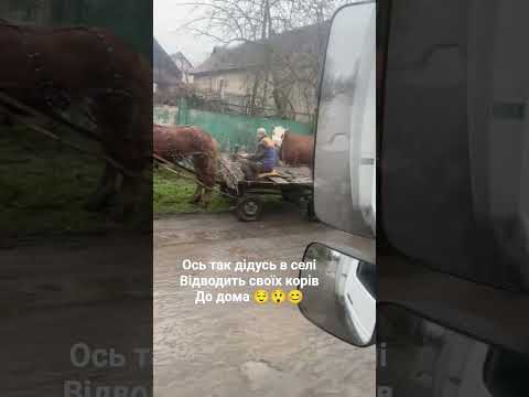 Ось так дідусь в селі відводить своїх корів до дому