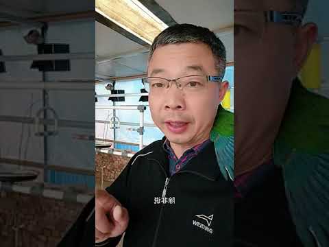 Tragic Consequences of Mishandling Tiger Print and Peacock Parrot | Regret Over...