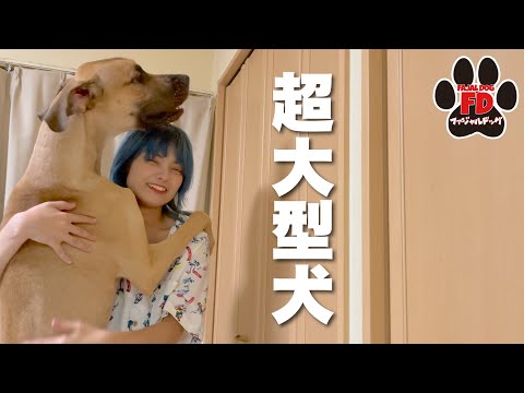 グレートデーンの餌の量