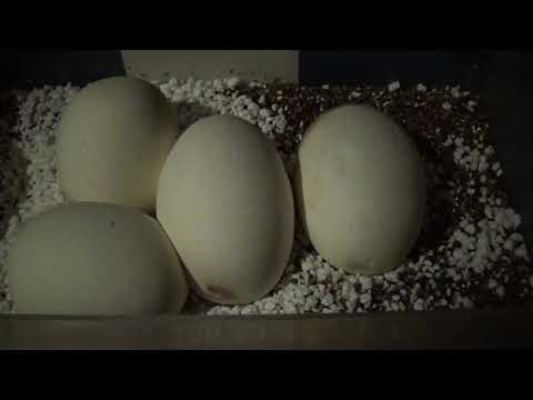 Good eggs vs bad eggs in blood pythons