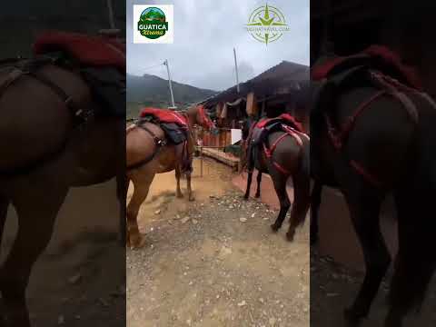 🐴 Cabalgata por los caminos ancestrales de Guática, Risaralda — Guática Xtrema | Eje Cafetero