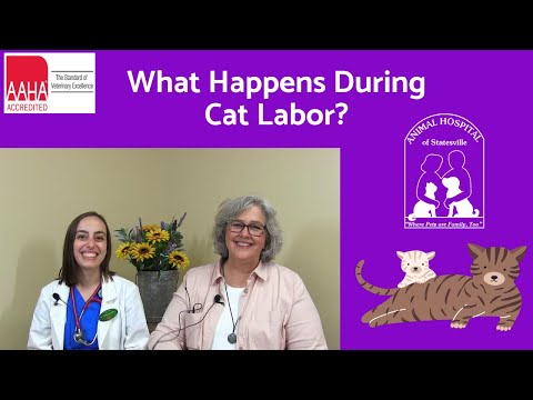 What Happens During Cat Labor?