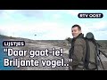 Lammergier, keizerarend: speuren naar zeldzame vogels | RTV Oost