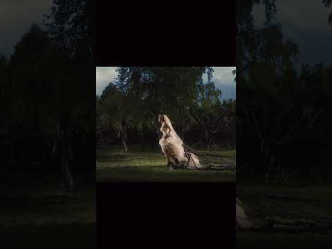 Melancholia | Frank Ocean x Moderat - Chanel x A New Error (Fred Again Mashup Remake)