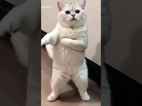 #music  Pal Pal Jina Mahal cat dancing