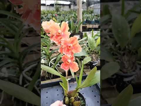 ZAP 11940050033 pedido de Marcelo de Goiás @Mais Orquídeas #plantas #flores #orquideas