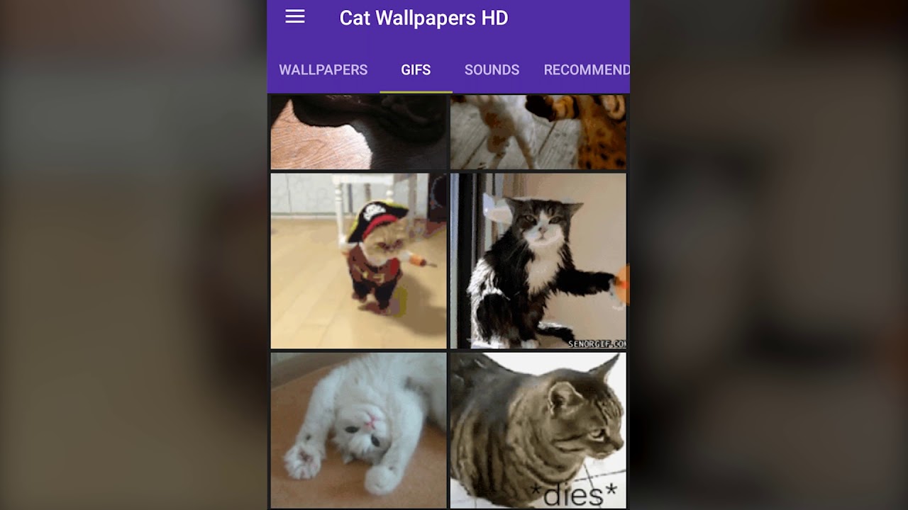 Cat Wallpaper HD, Cute, Kitty Backgrounds 🐱😻- Android
