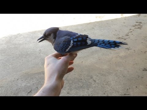 Bluejay Rescue