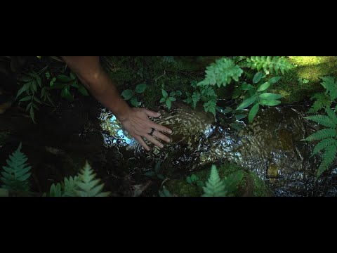Forest Restoration in the Brazil's Atlantic Forest