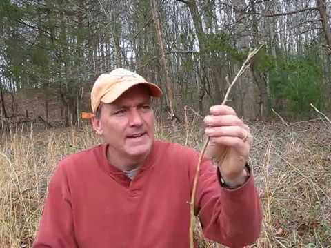 How To Grow Apple Trees From Cuttings