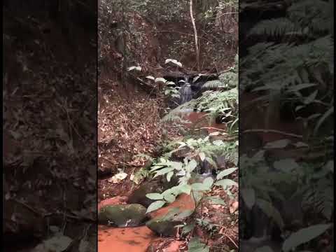 La Colmena Grundstück kaufen knapp 20hektar mit meheren Bachläufen in La Colmena, Paraguari