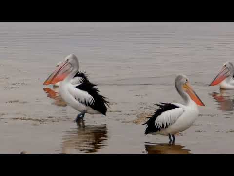 Pelicans of St Helens Tasmania Australia November 2025