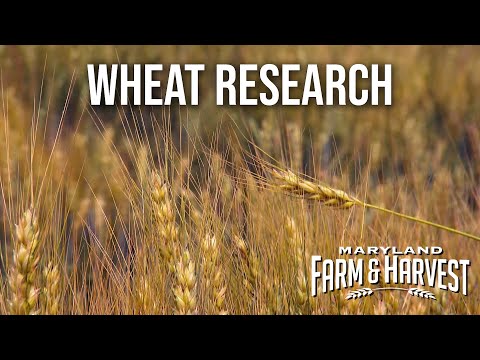 Hybrid Wheat Research